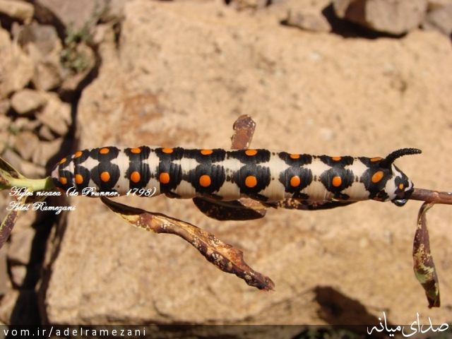 تصویر عادل رمضانی