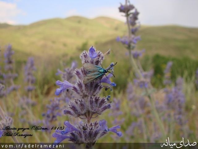تصویر عادل رمضانی
