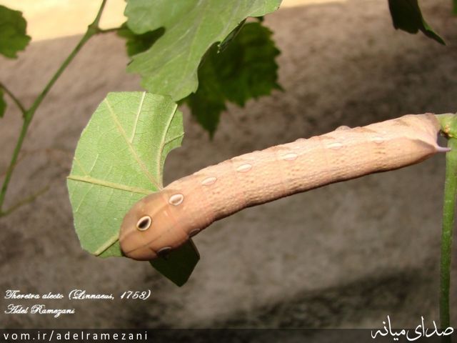 تصویر عادل رمضانی