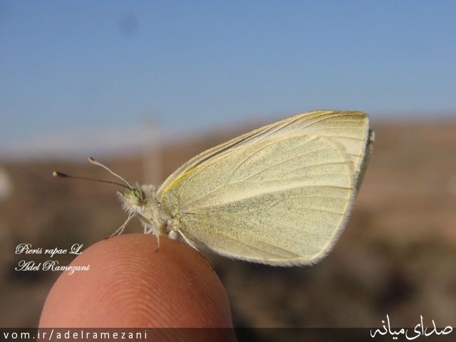 تصویر عادل رمضانی