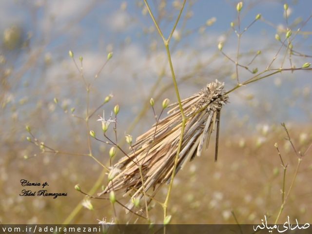 تصویر عادل رمضانی