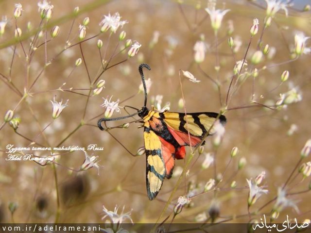 تصویر عادل رمضانی