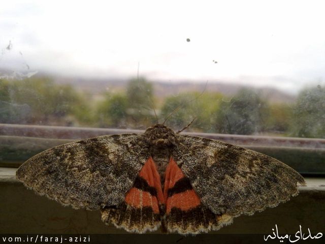 تصویر فرج عزیزی