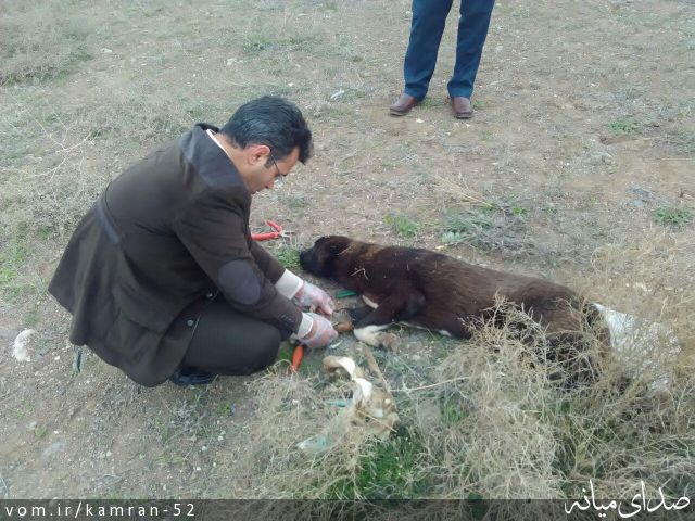 تصویر کامران قره داغی