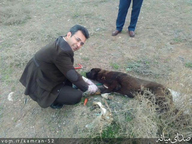 تصویر کامران قره داغی