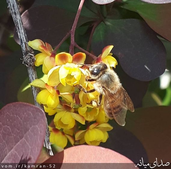 تصویر کامران قره داغی