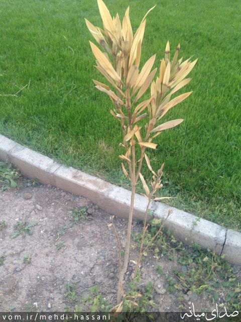 تصویر مهدی حسنی