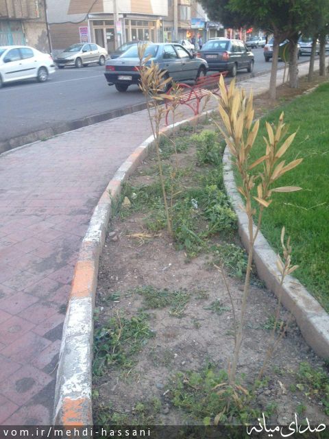 تصویر مهدی حسنی