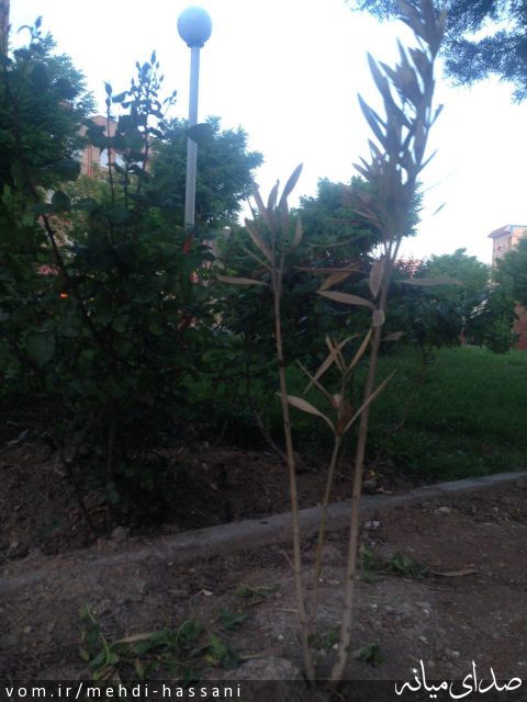 تصویر مهدی حسنی