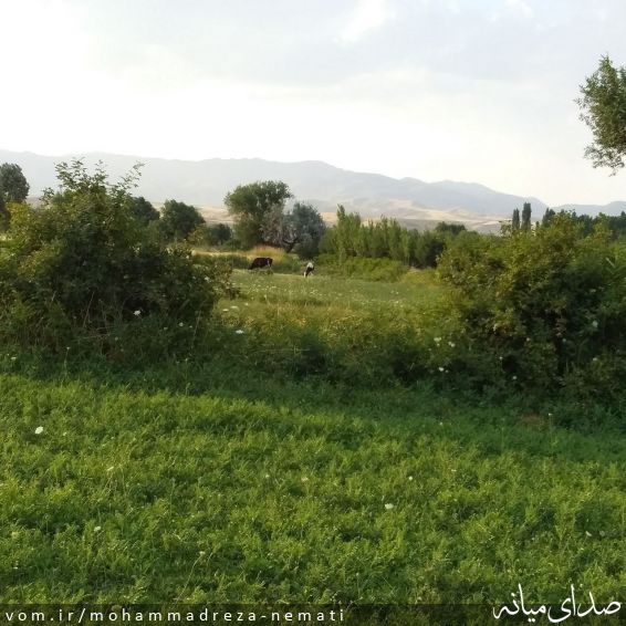 تصویر محمّدرضا نعمتی