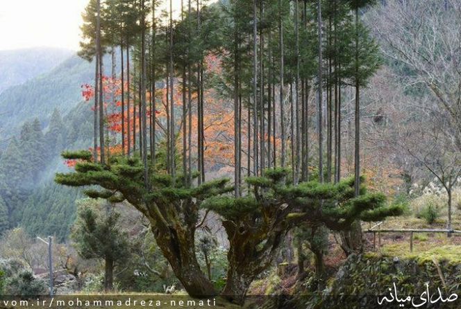 تصویر محمّدرضا نعمتی