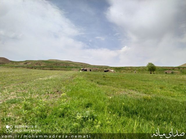 تصویر محمّدرضا نعمتی