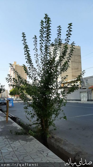 تصویر حسین پوربهرامی