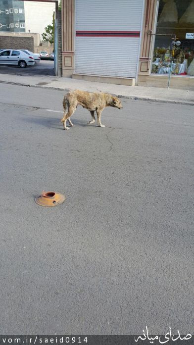 تصویر سعید مهرورز