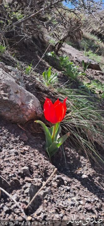 تصویر اخبار سراسری