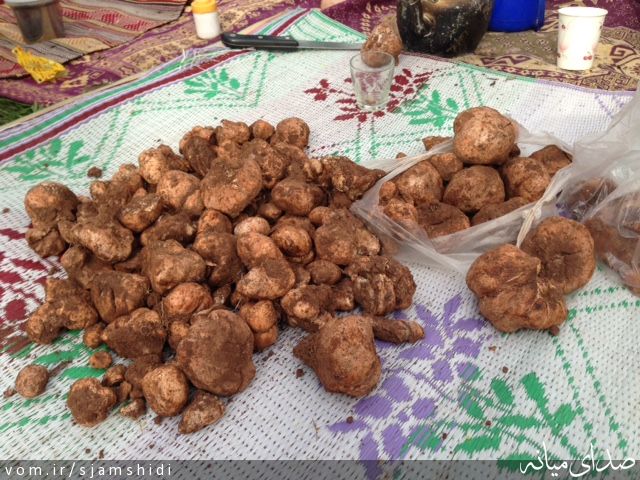 تصویر س جمشیدی