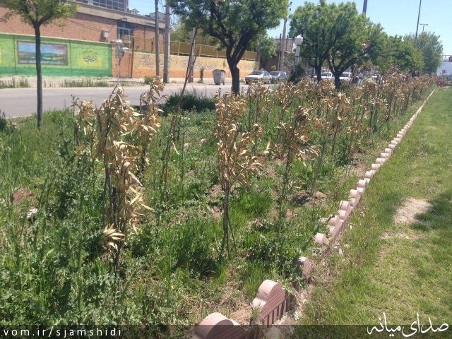تصویر س جمشیدی