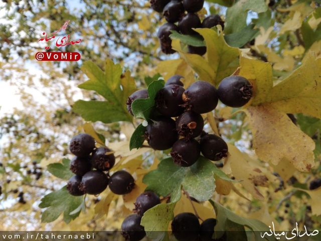 تصویر طاهر نائبی
