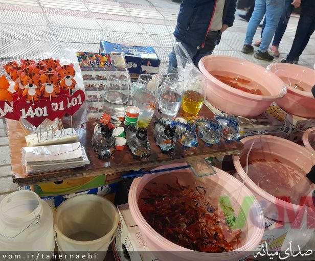 تصویر طاهر نائبی