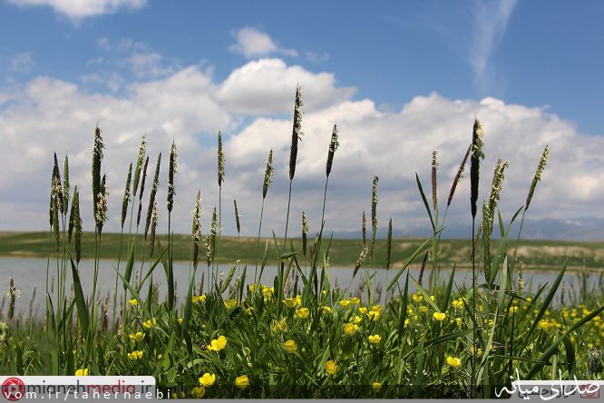 تصویر طاهر نائبی