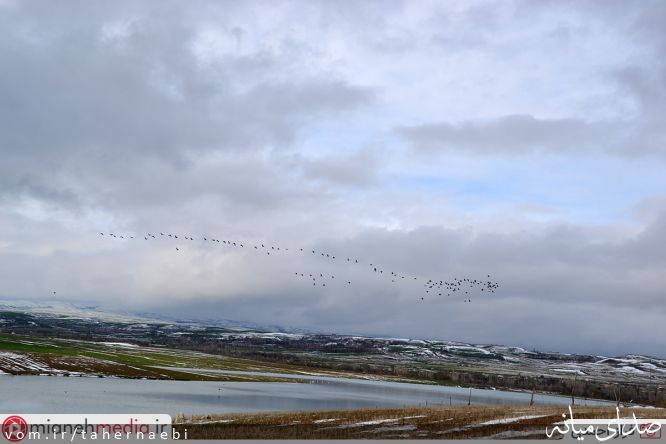تصویر طاهر نائبی