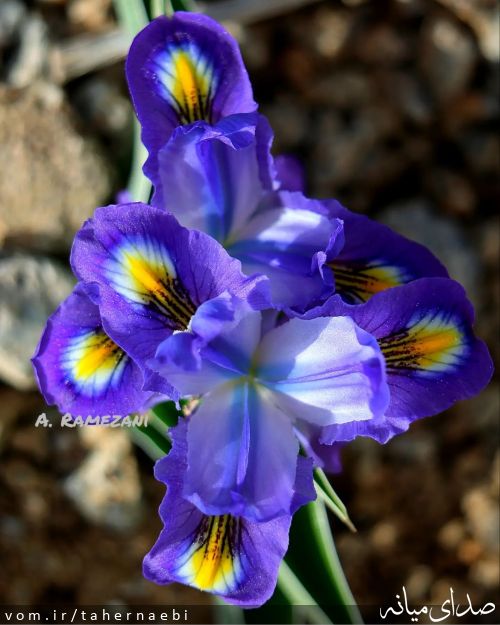 تصویر طاهر نائبی