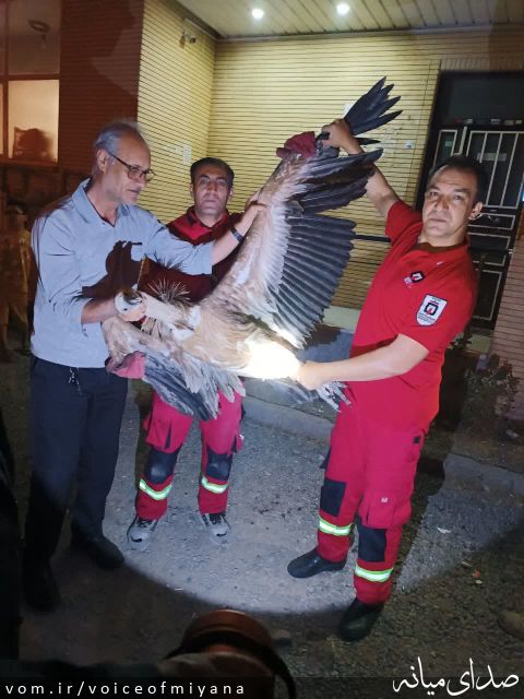 تصویر صدای میانه
