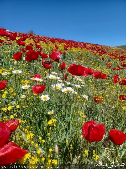 تصویر صدای میانه