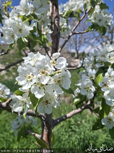 تصویر صدای میانه