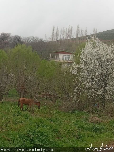 تصویر صدای میانه