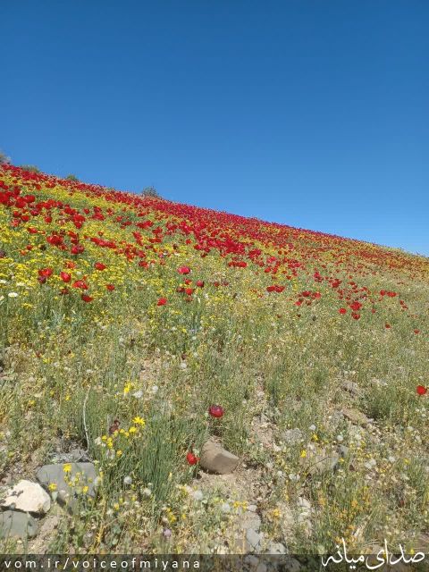 تصویر صدای میانه
