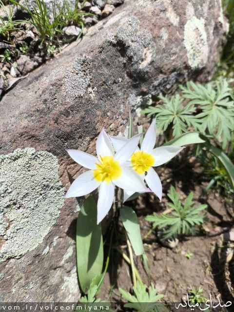 تصویر صدای میانه