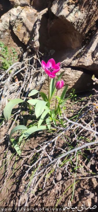 تصویر صدای میانه