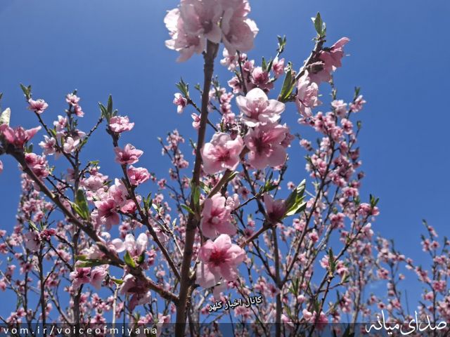 تصویر صدای میانه