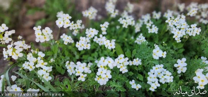 تصویر صدای میانه