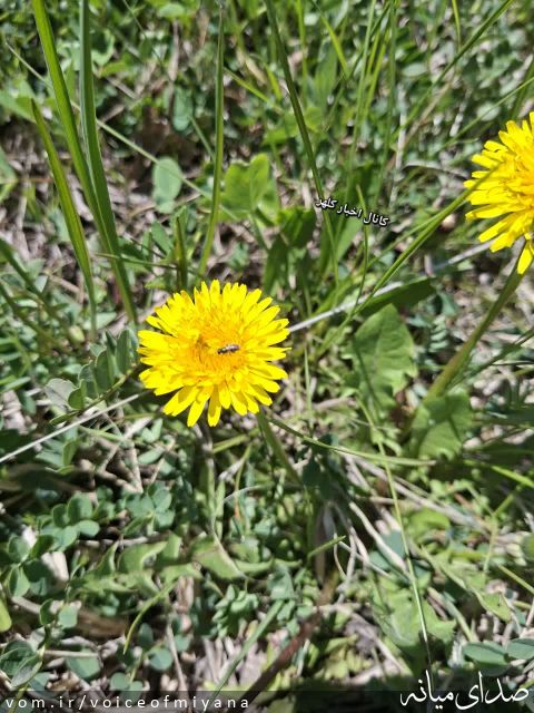 تصویر صدای میانه